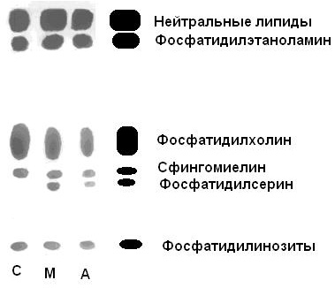 Как нарисовать хроматограмму