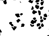 tatov6b.tif