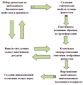 Проект мероприятий по содействию естественному лесовозобновлению